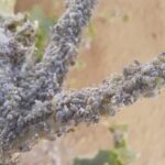 حشرة المن – Aphididae