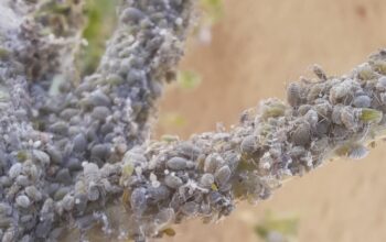 حشرة المن – Aphididae
